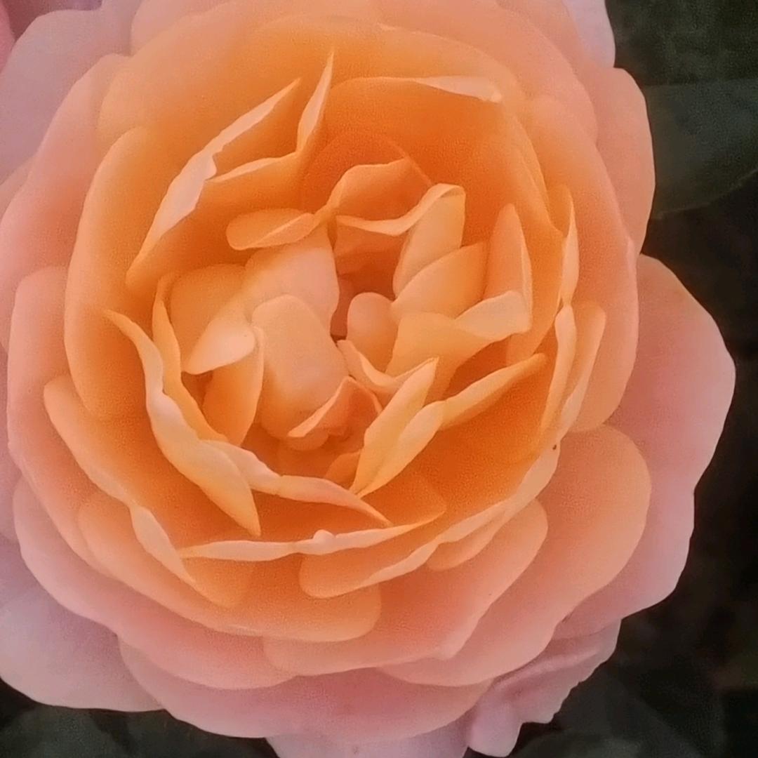 小王