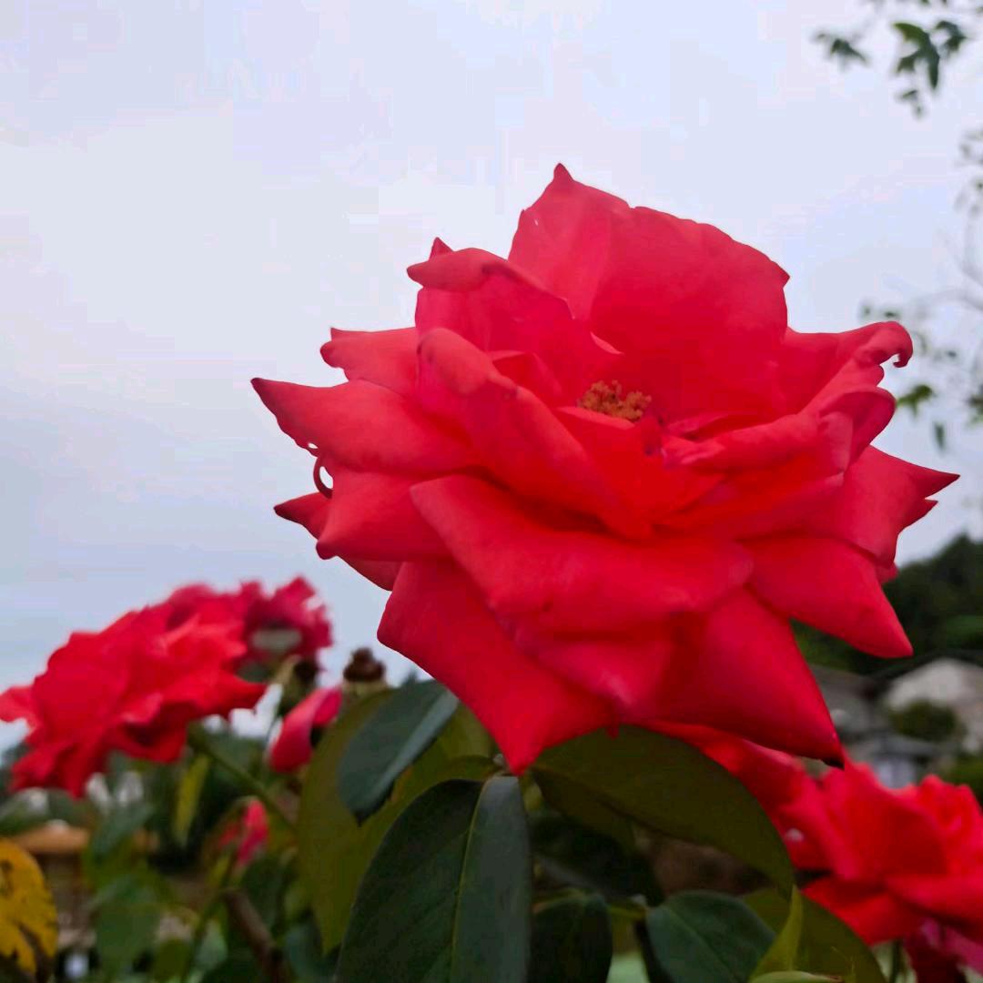 🌹🌹华丽🌹🌹
