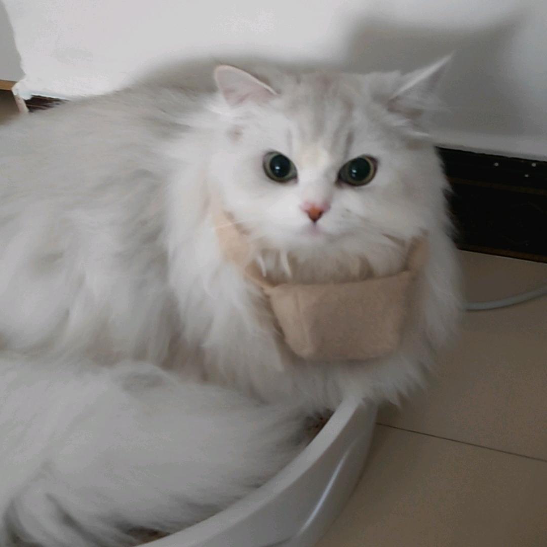 国家一级排球废物