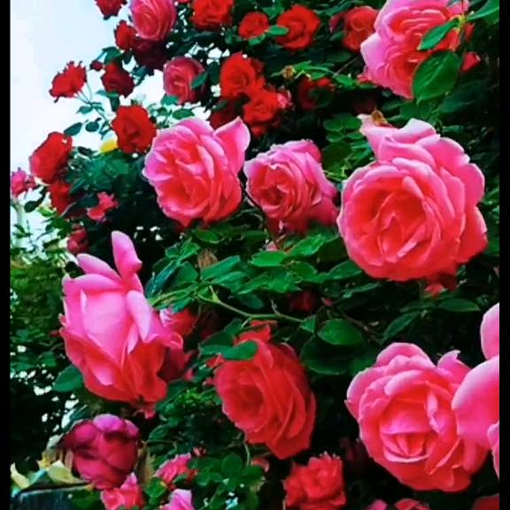 繁花🌸似锦