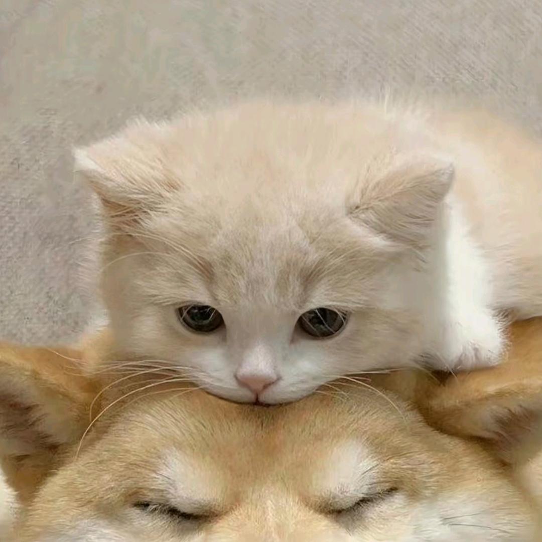 一朵风中摇曳的玫瑰花