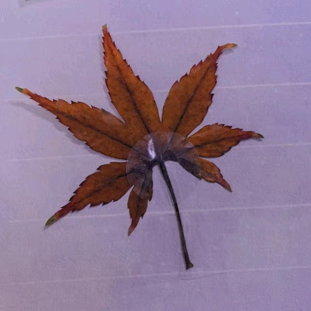 朝花夕拾。