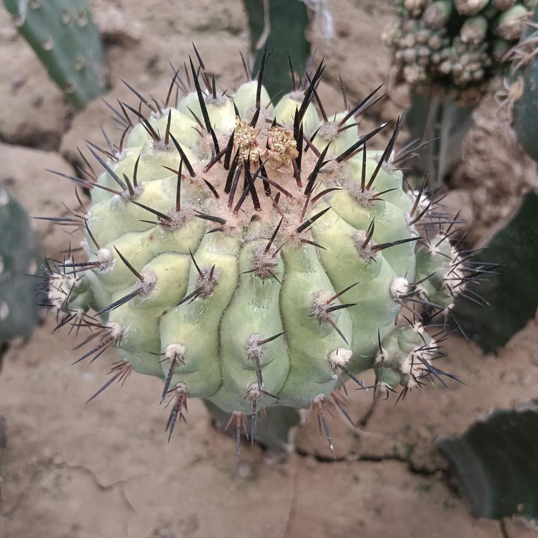 硕搏仙人球园艺