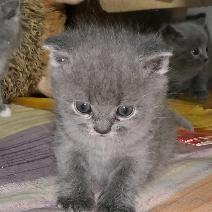 爱撸猫的月儿姐