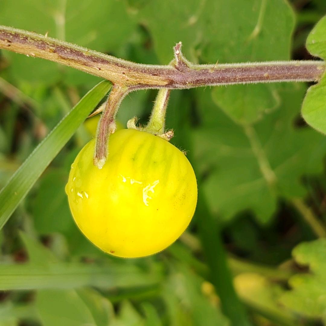 达州一蒿（hao）