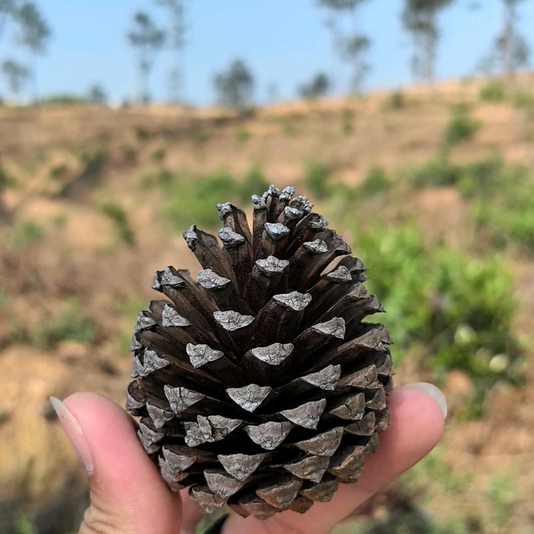 亚历山大十九世