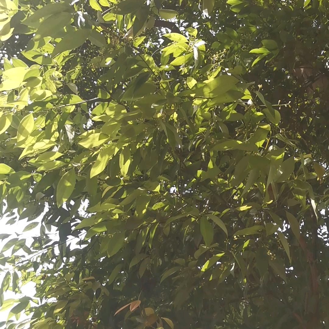 阳阳