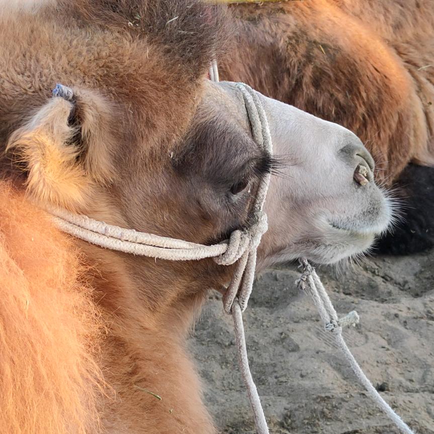 你做饭我不洗碗