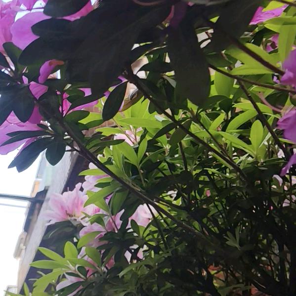 牛魔王驾到