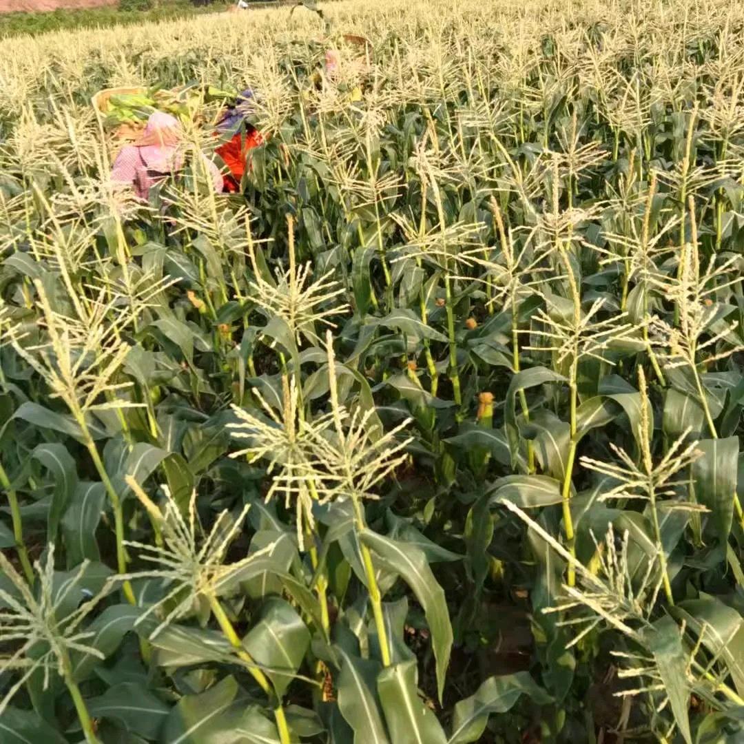 云南农产品源头