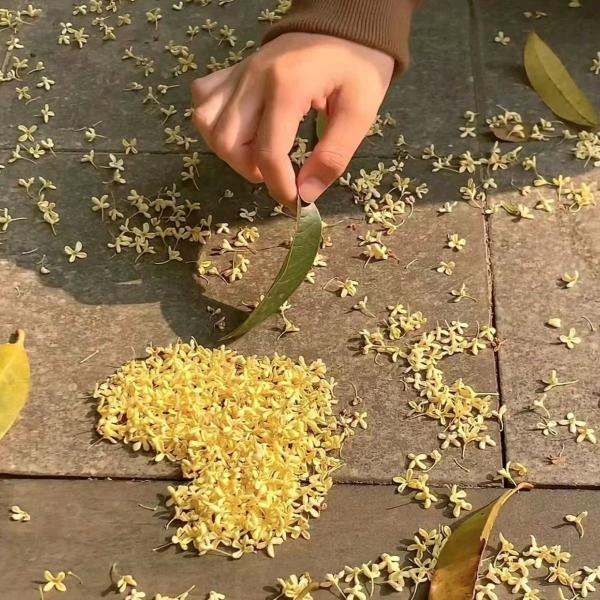 明天会更好(请勿连赞)