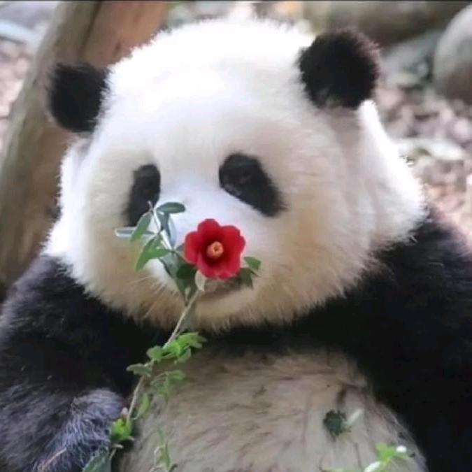 熊猫一哥（今晚6点直播）