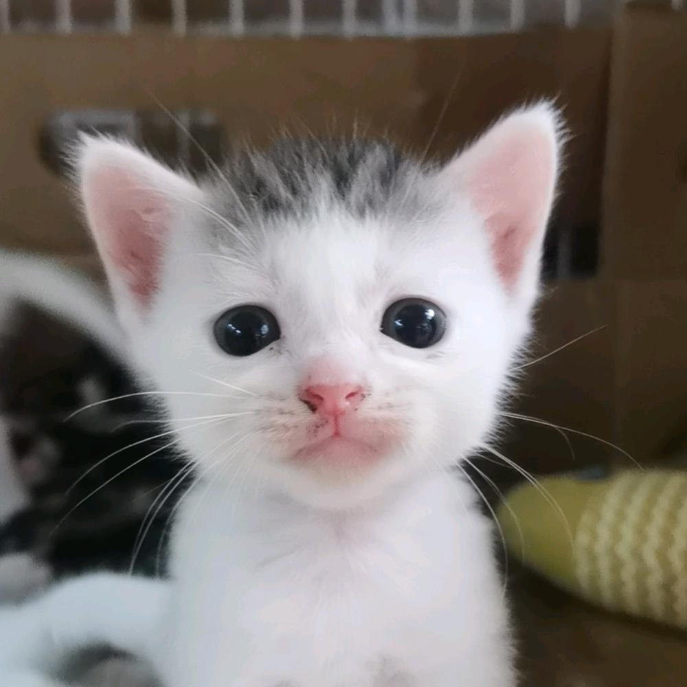 七猫喵喵喵喵喵