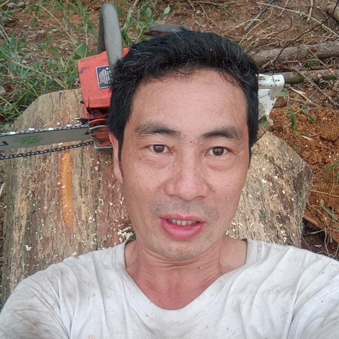 森林之王专业伐木。