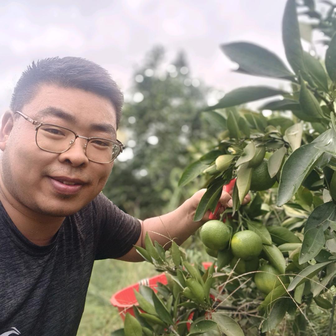 回乡种橙的老向