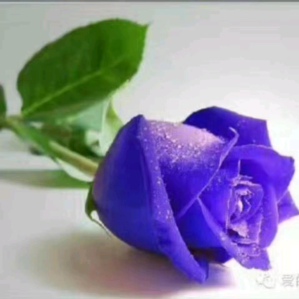 阳阳《拒绝私聊》