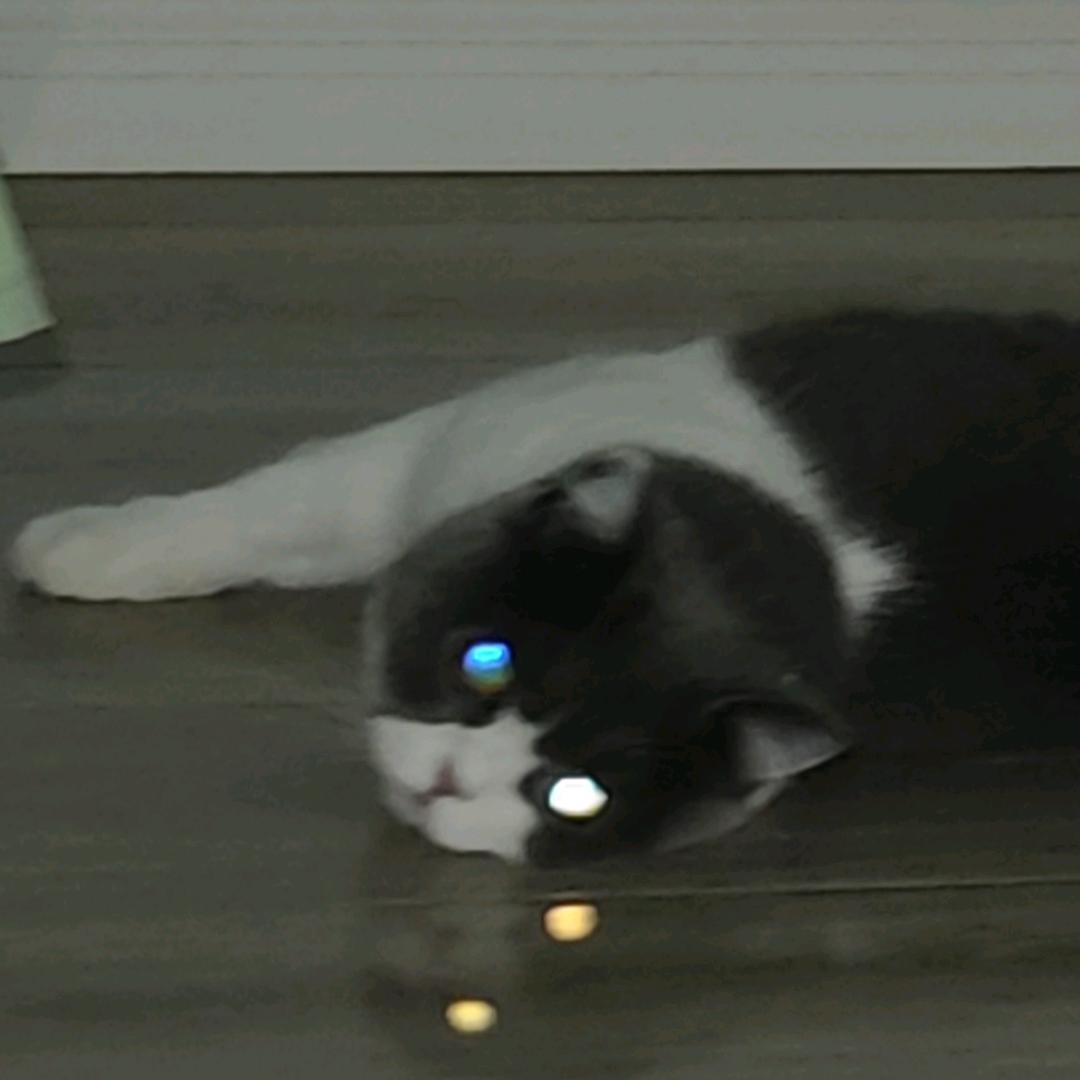 白夜狐步舞
