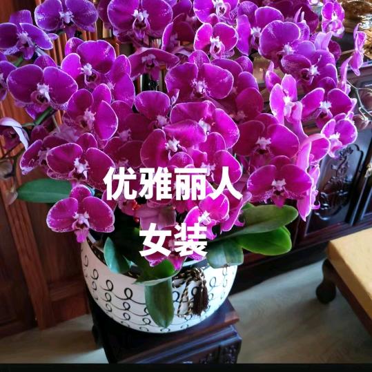 2238171883优雅丽人店