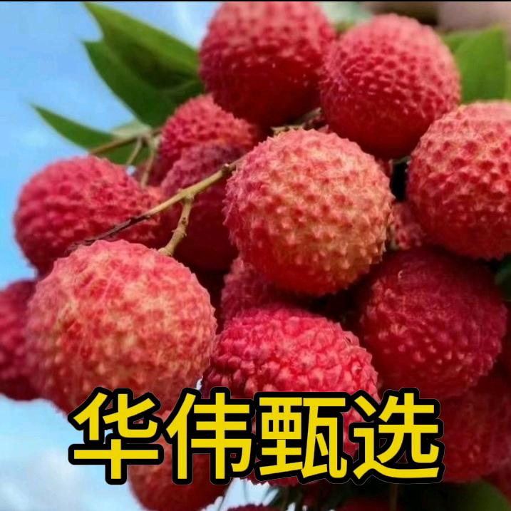 增城华伟甄选