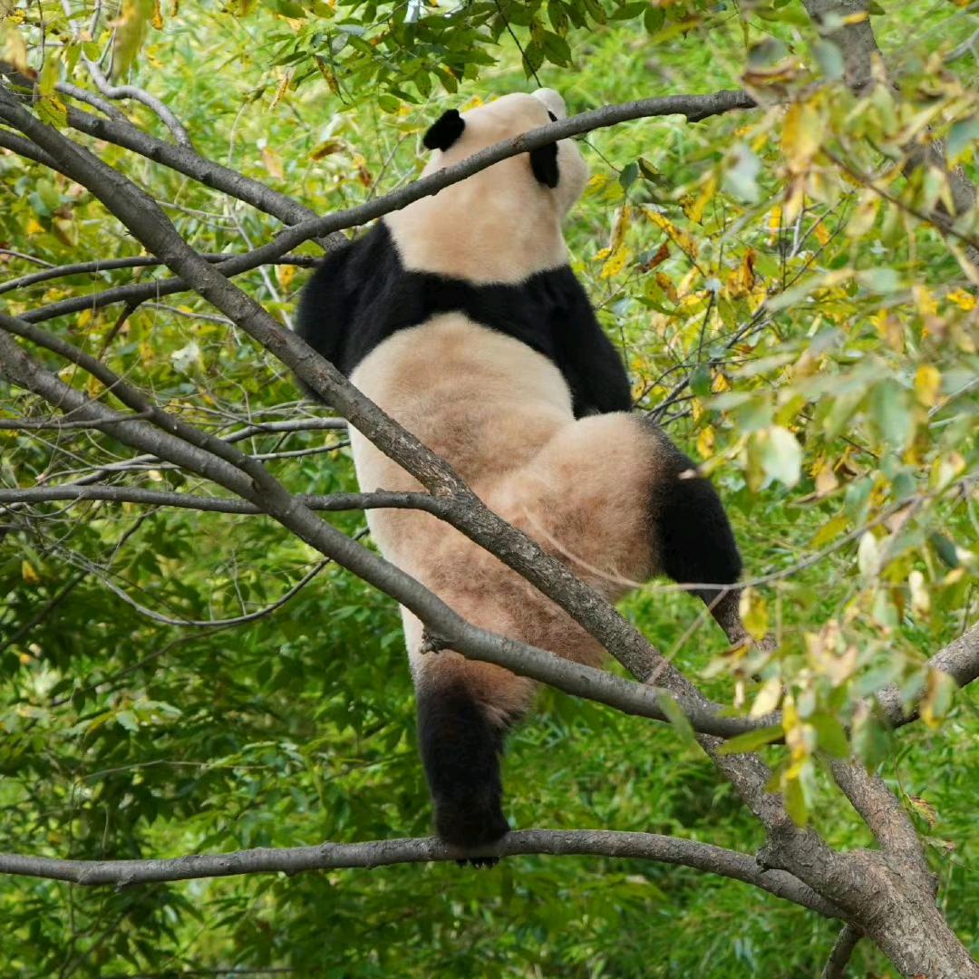 歌本哈根没有爱情