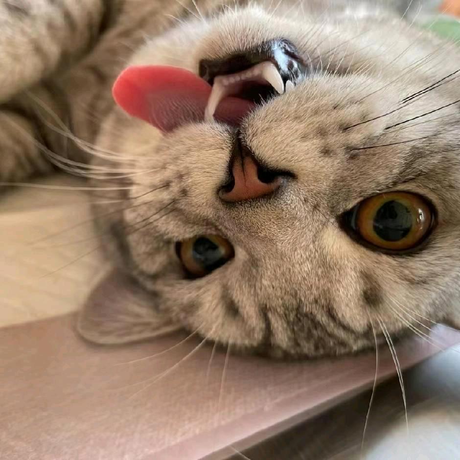 出生就是为了当皇帝