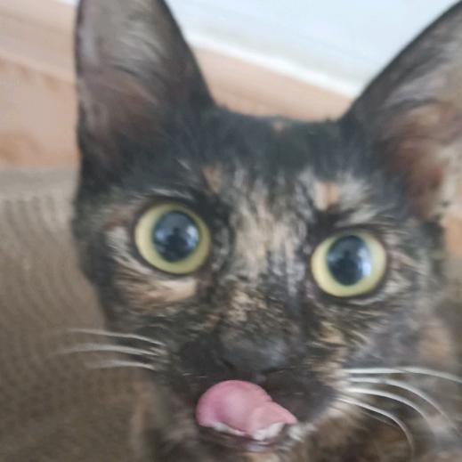 猫王