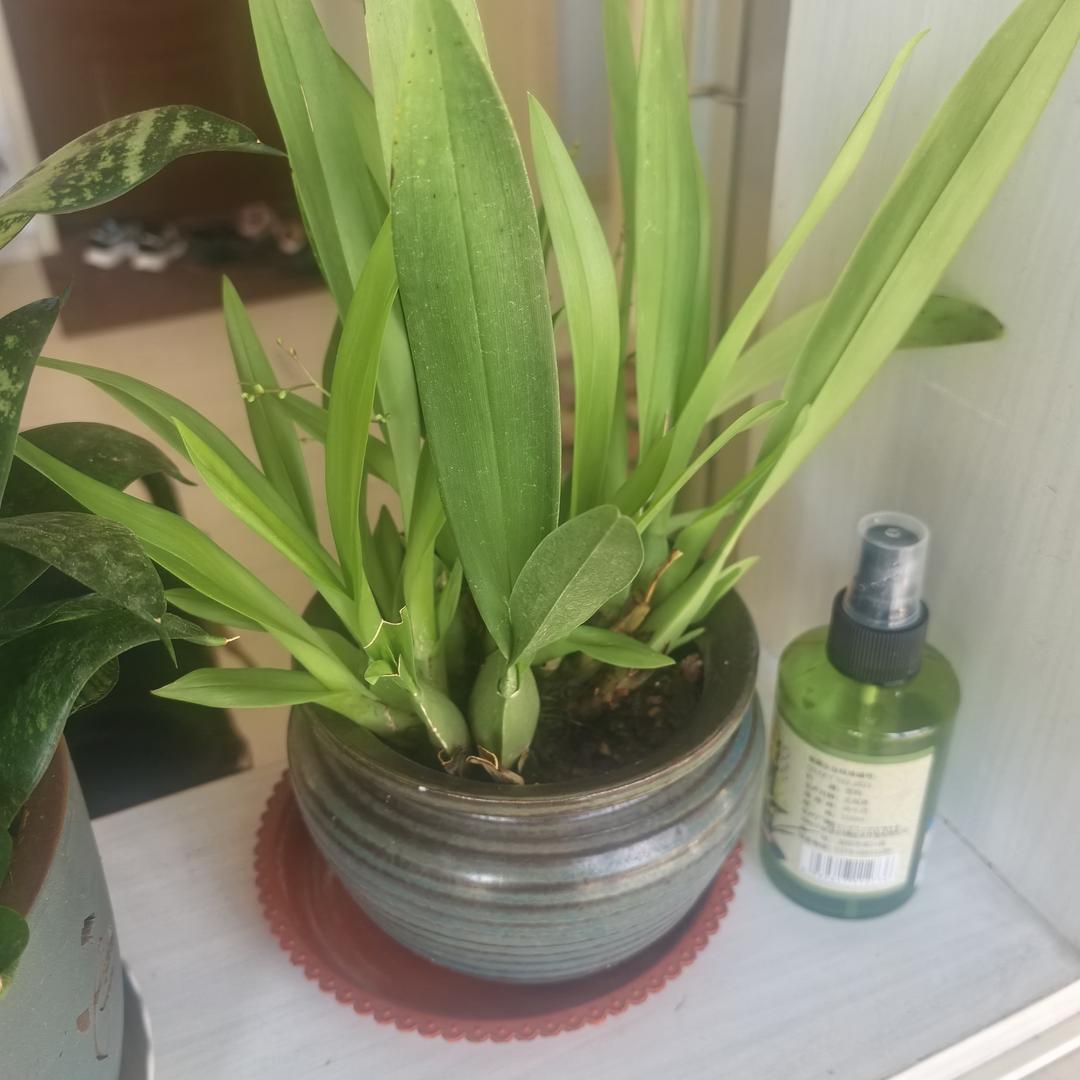 标本小达人（招收学员）