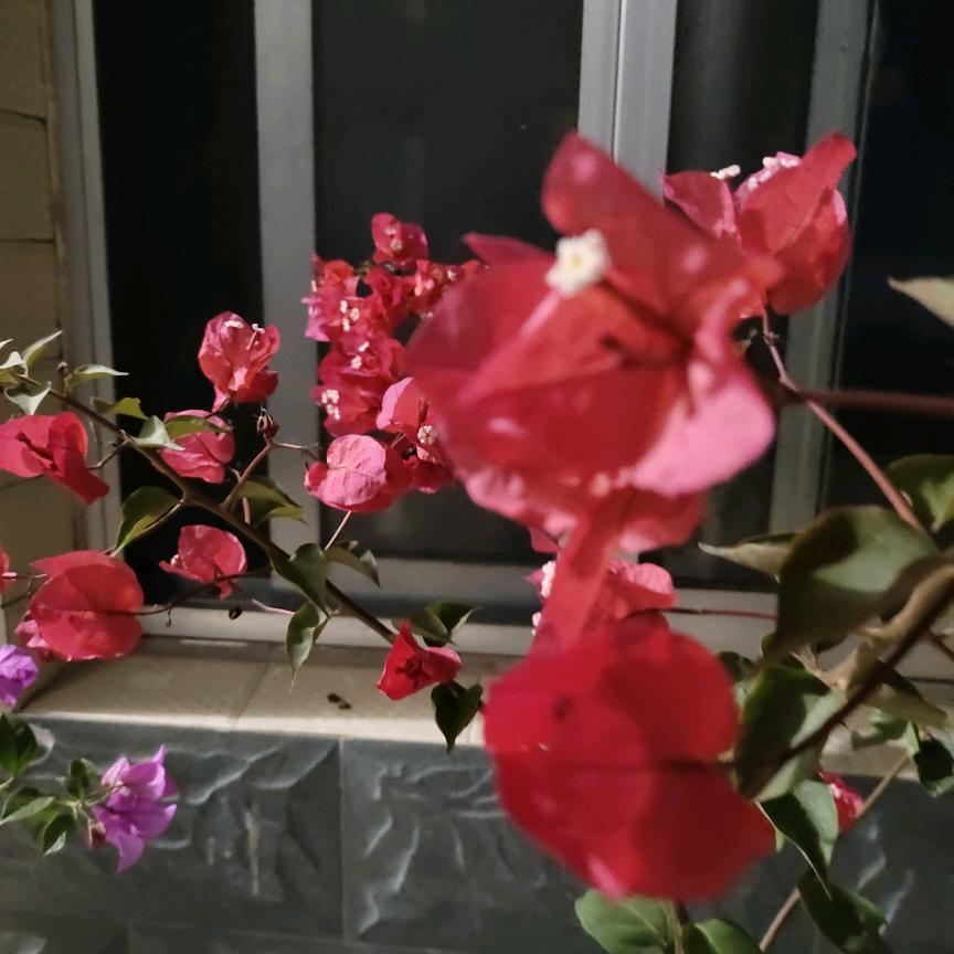 梅花村