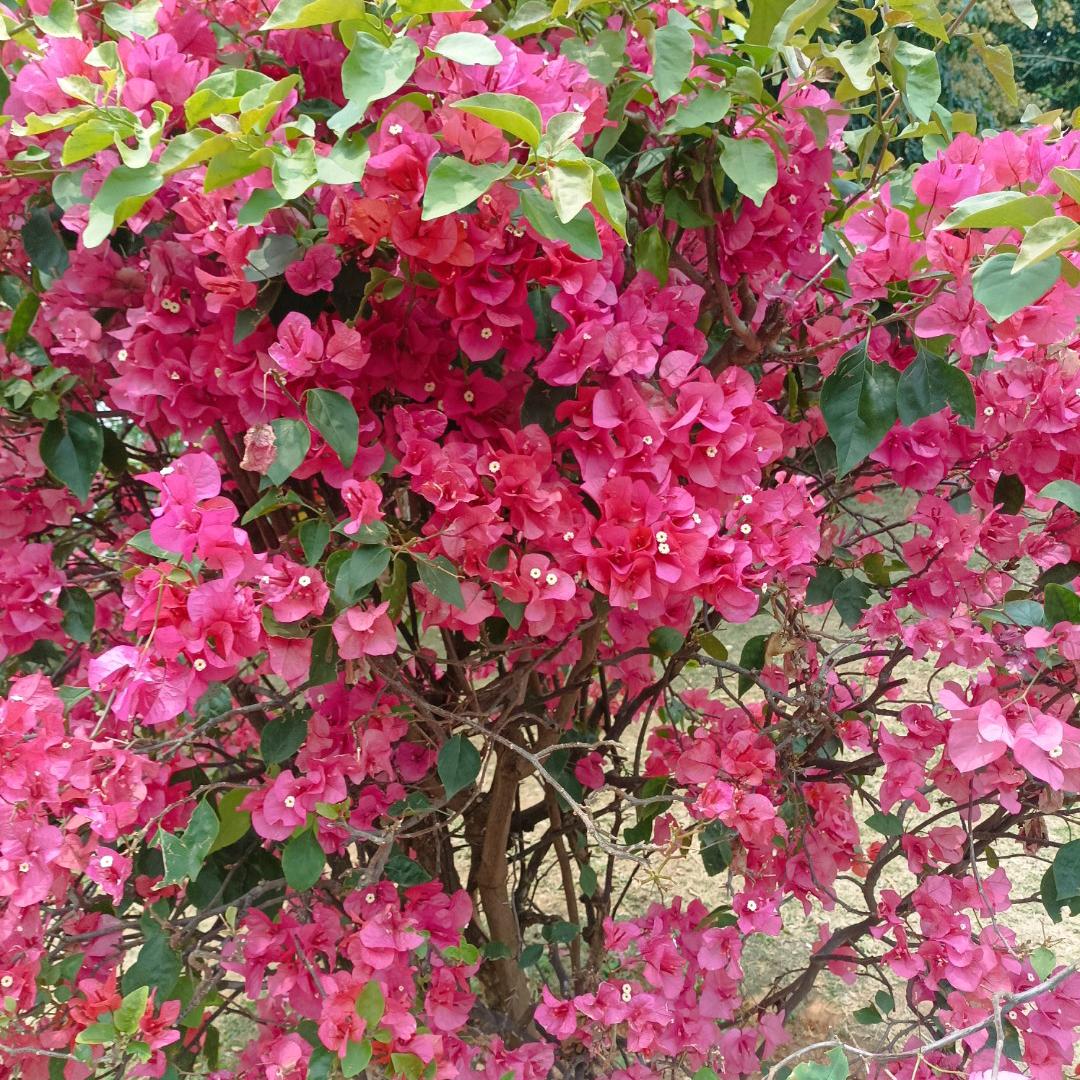 健康平安就好