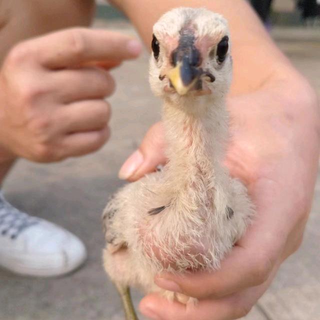 斗鸡养殖技术