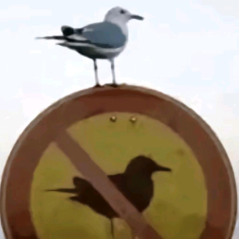 三颗英俊的石头