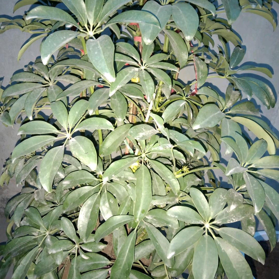 云儿🌿🌿🌿