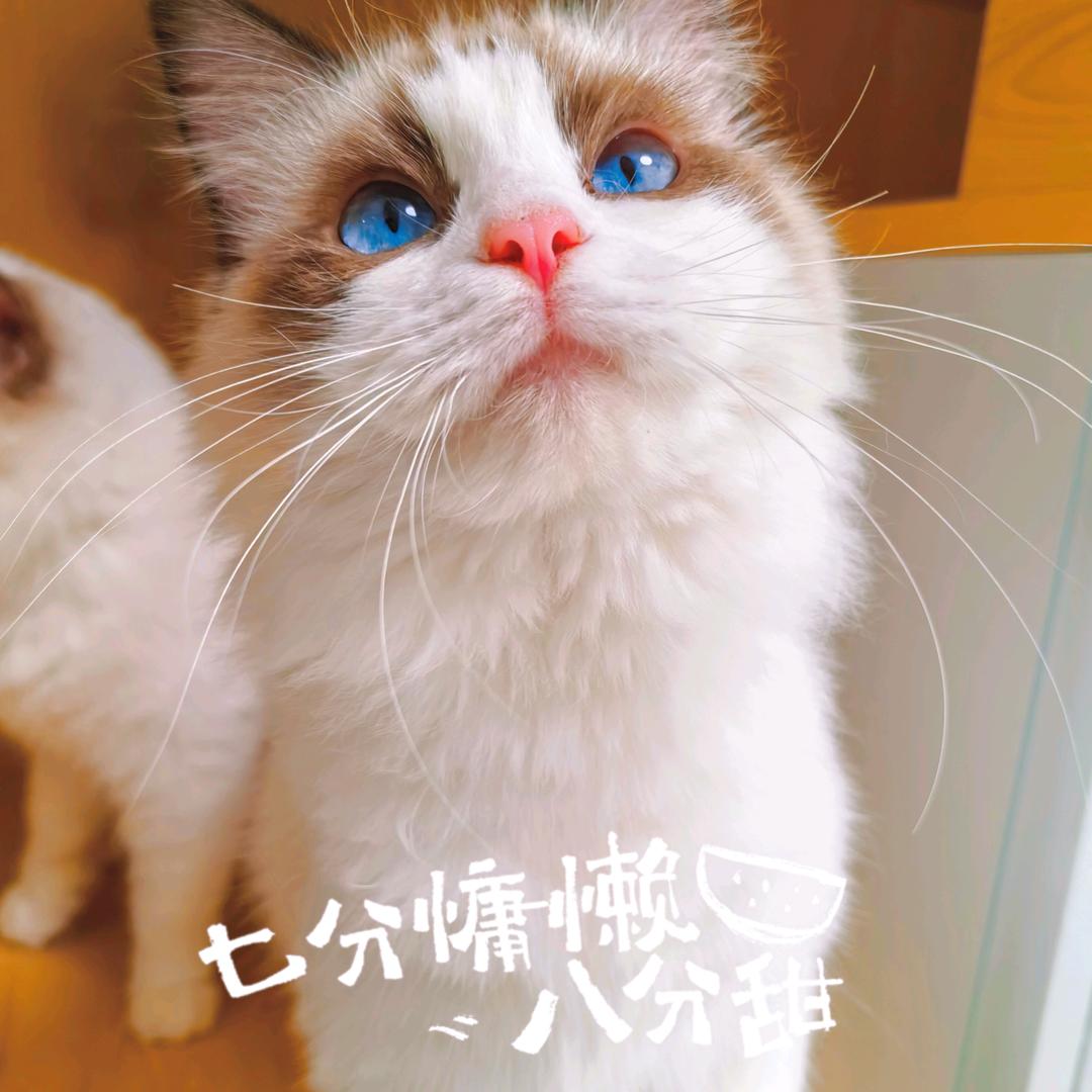 猫着·萌宠公社🏠