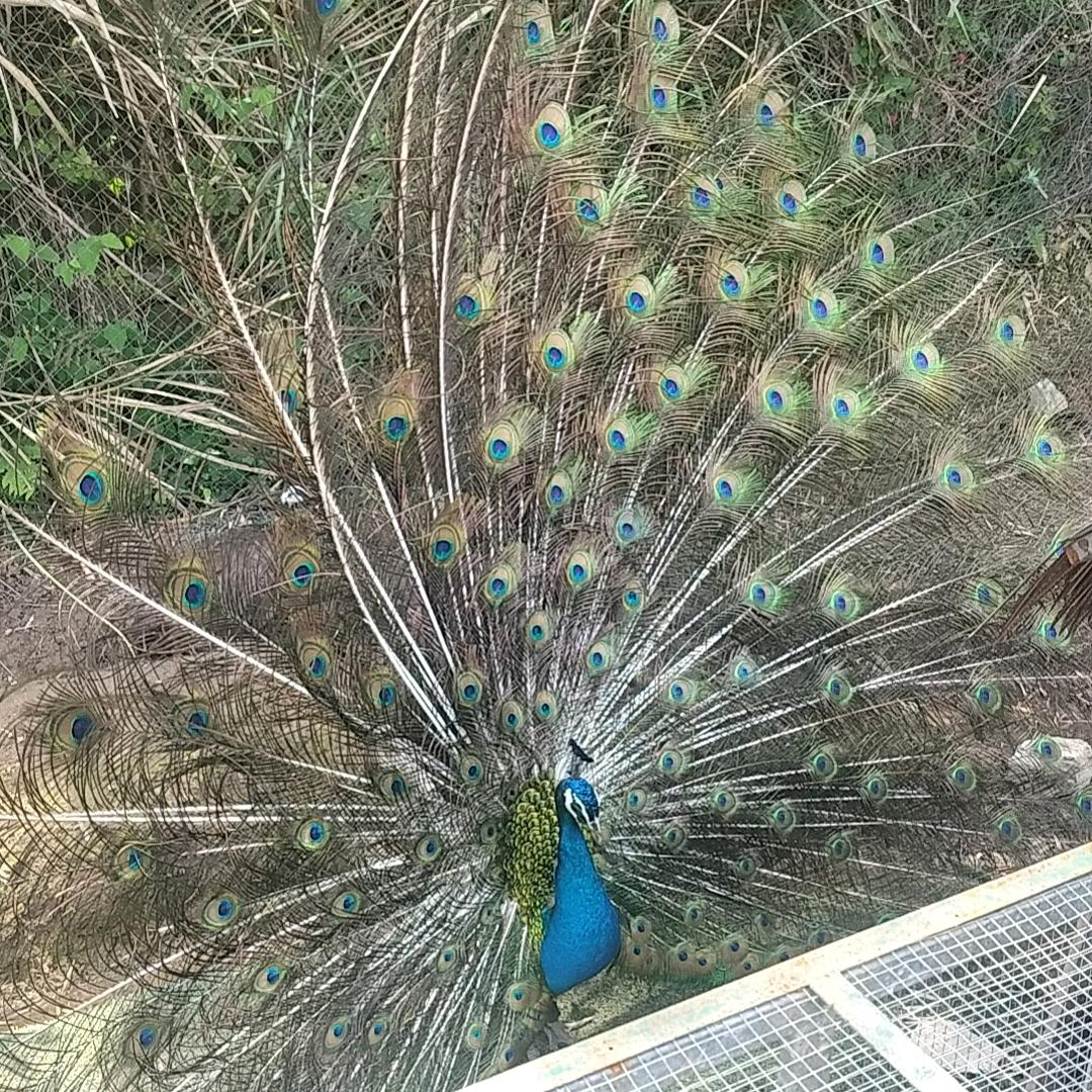李金成