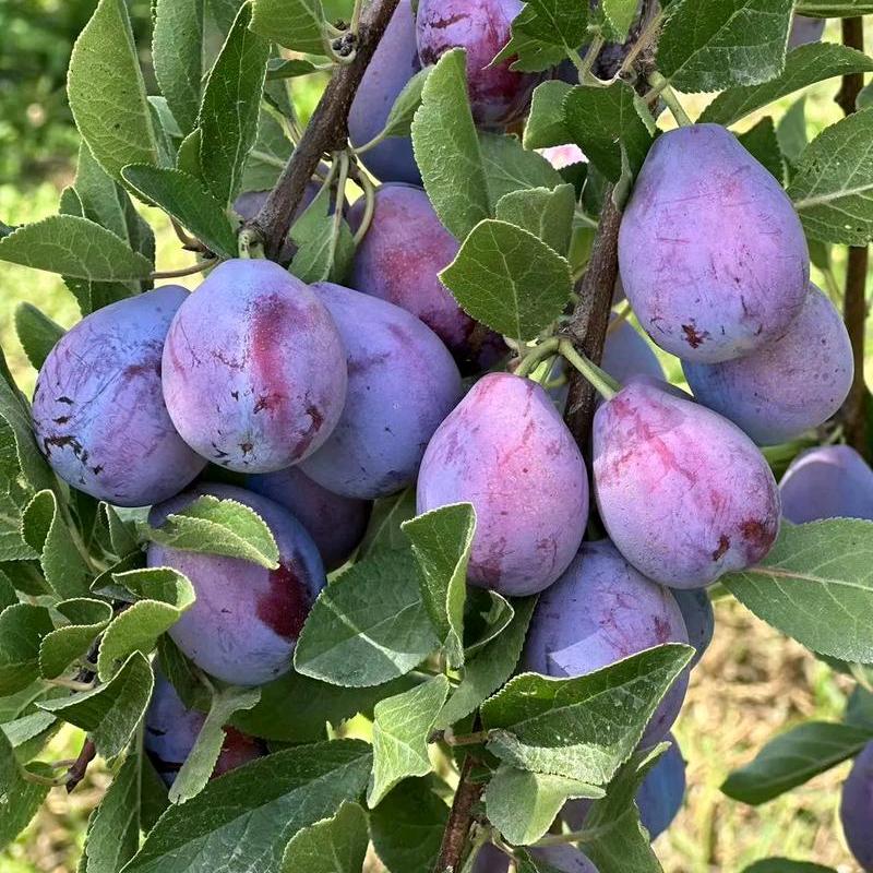 达腾果树苗木专营店