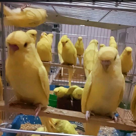 山东庆云金鹦养殖