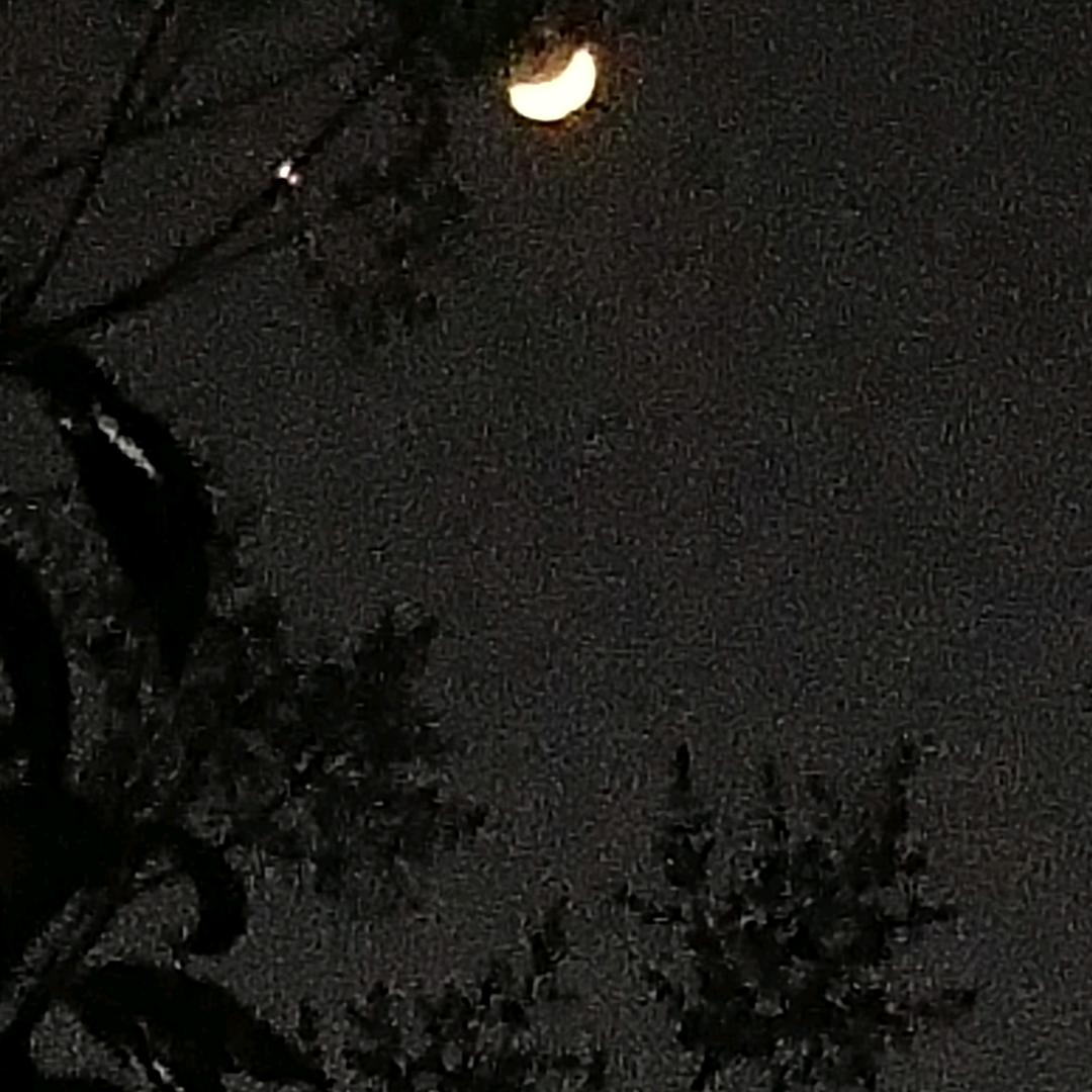 幸运木