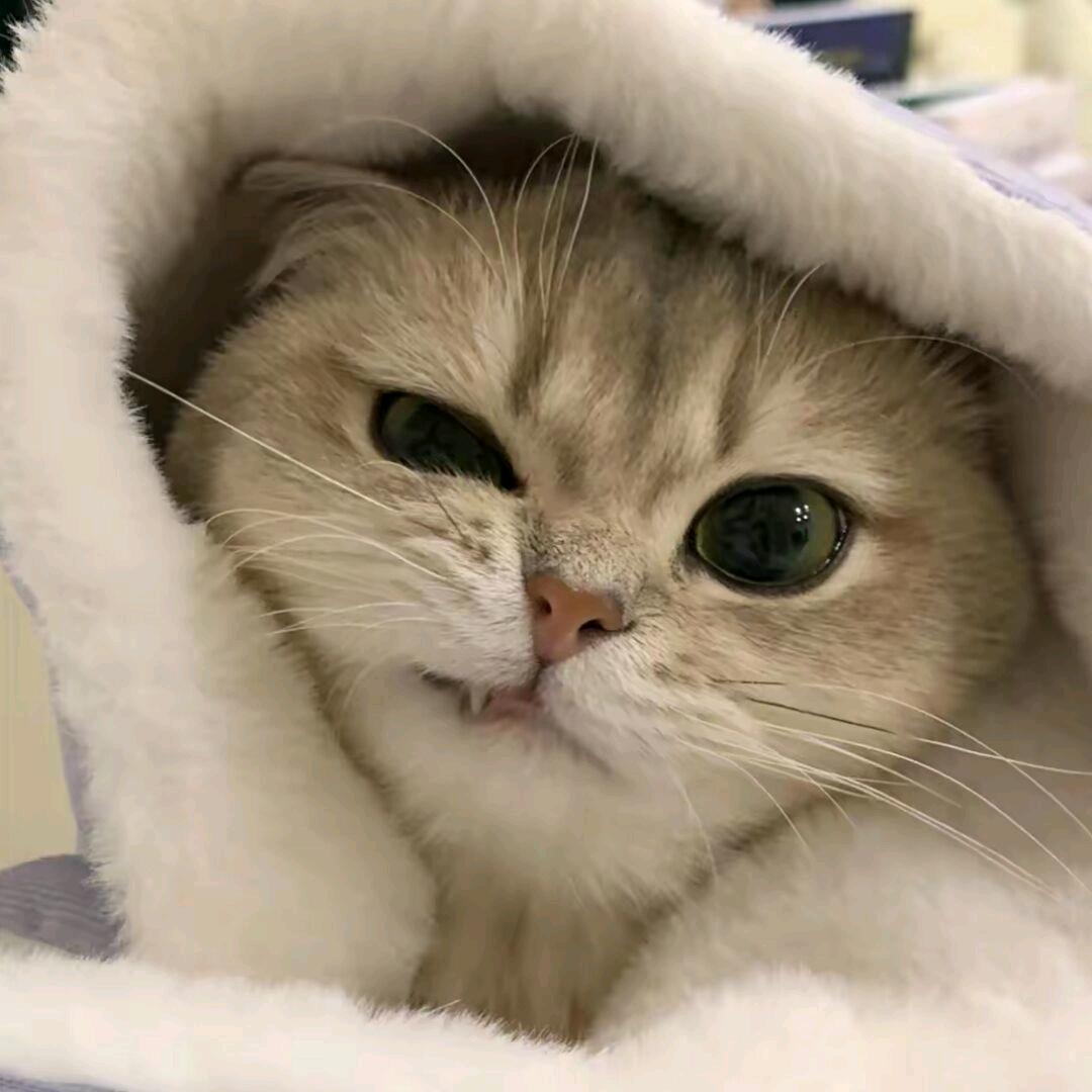 蛋c.