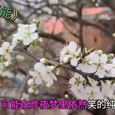 老鼠🐭抓🐱猫《李靖》