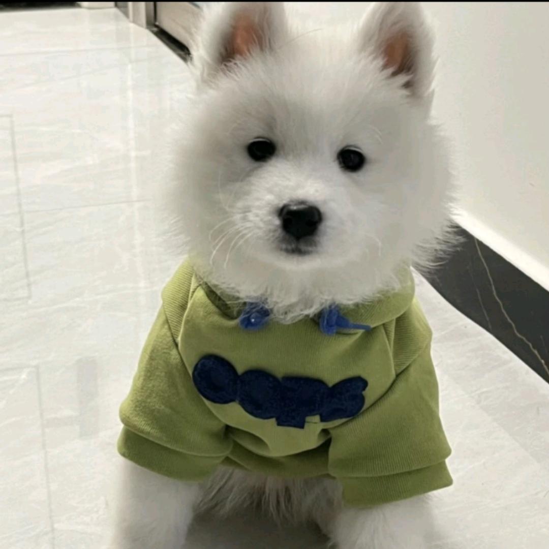 谁谁的苗小苗