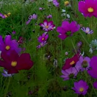 🌞熊诗平🌙⁸⁰⁸⁷