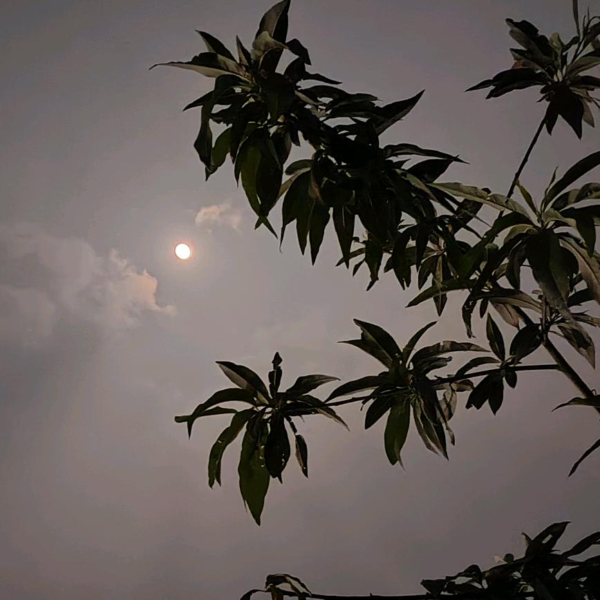 九指张