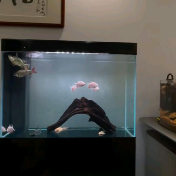 安曼典
