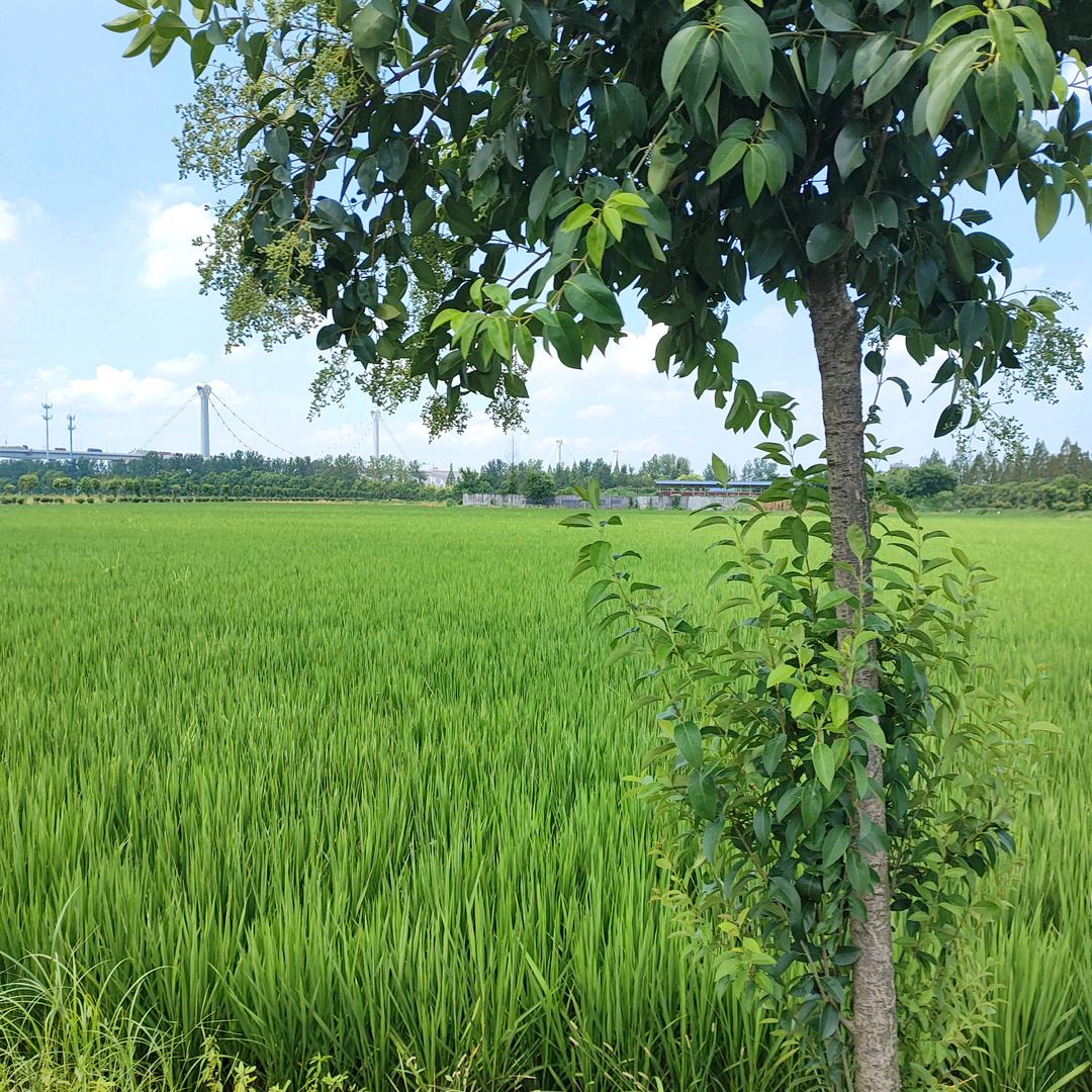 风中的三棵小树