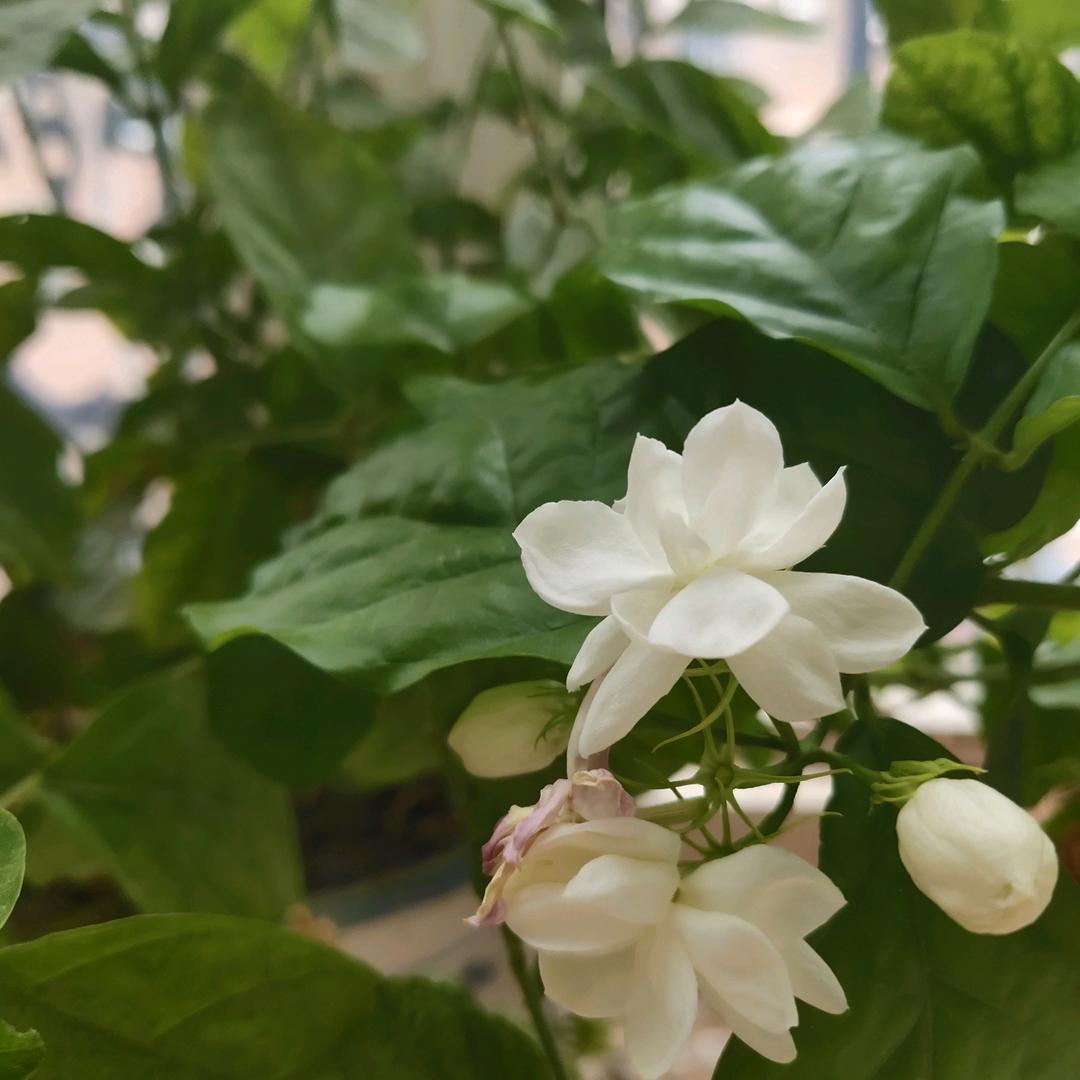 a茉莉💕🌻🌻💕