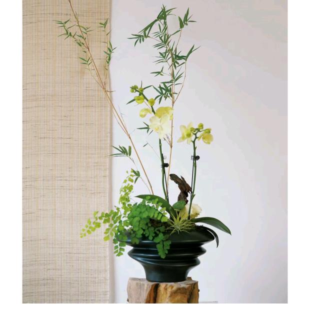 弥馨花植