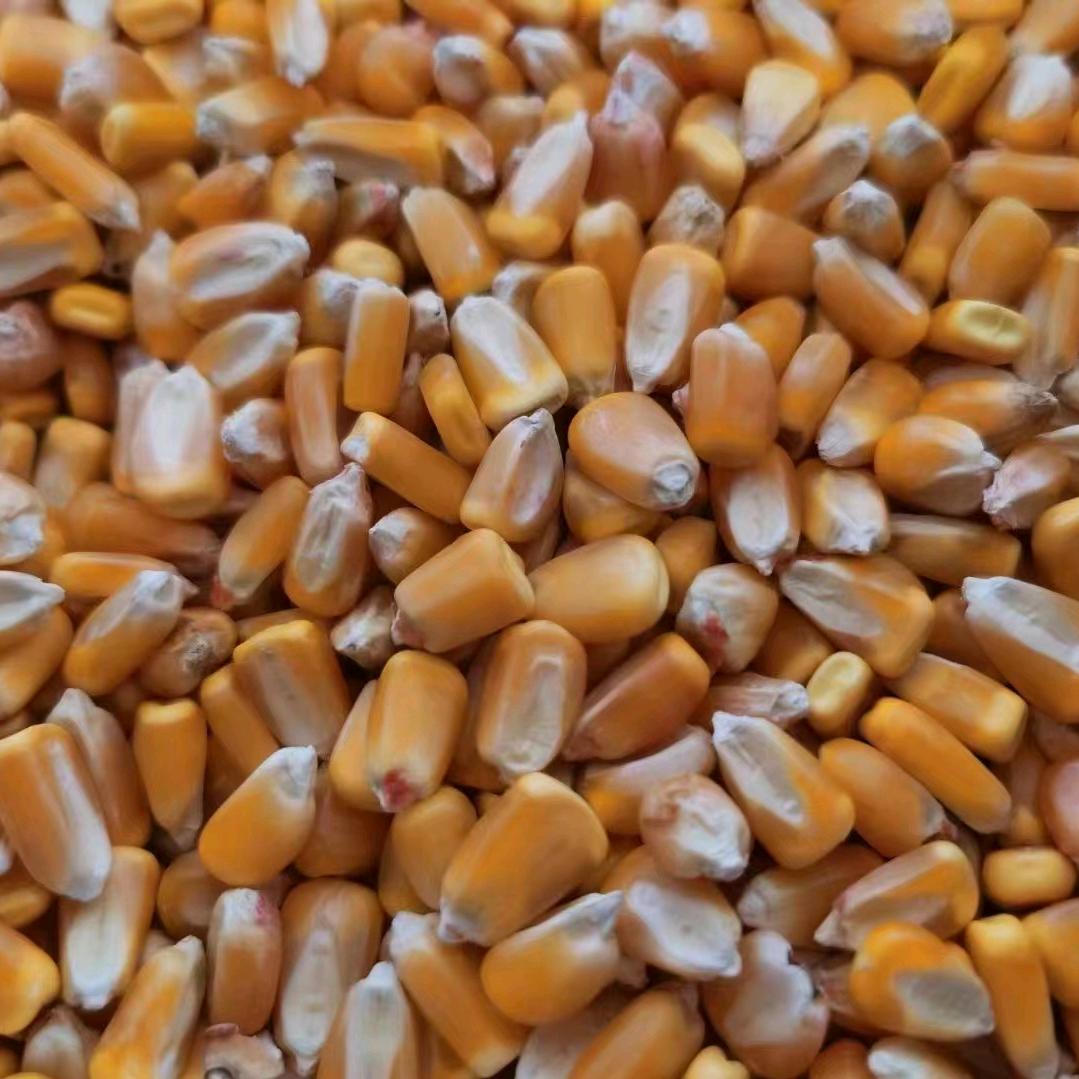 薛湾孙稳粮食收购