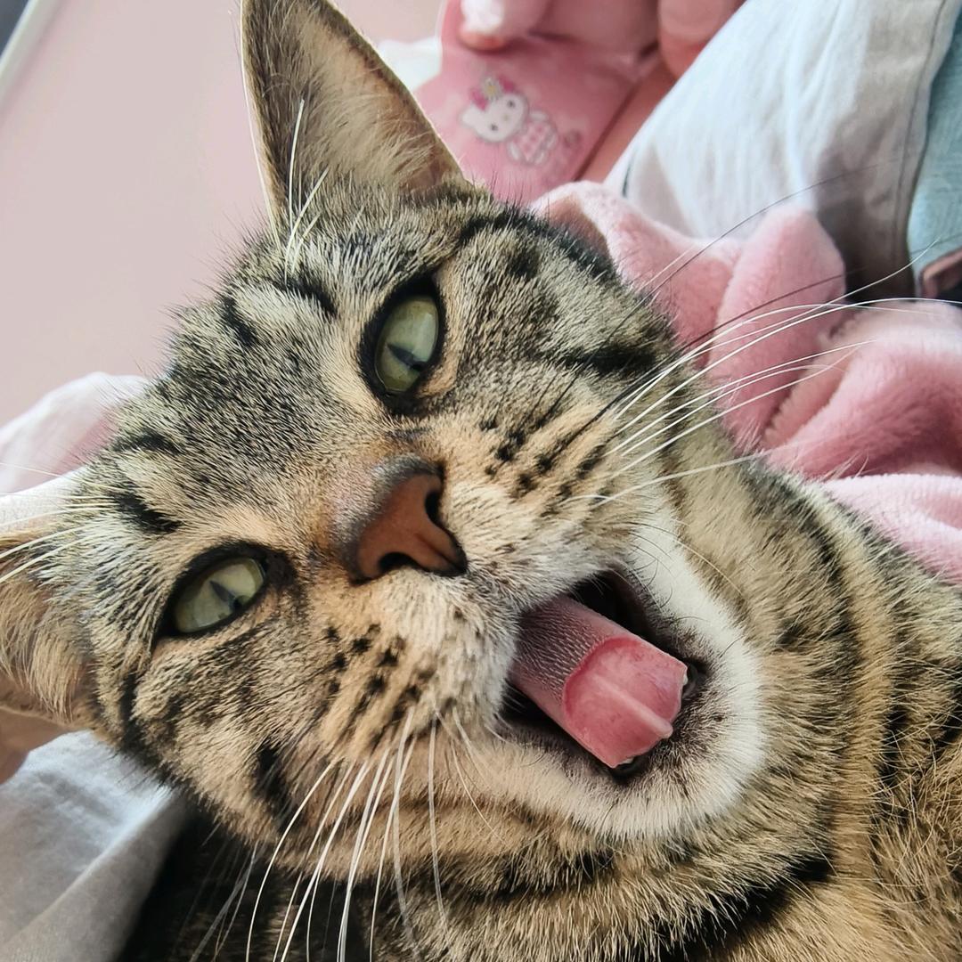 汤圆与蛋黄