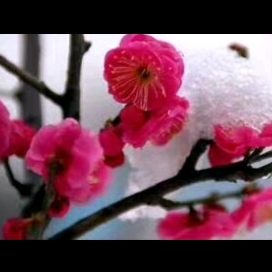 梅花♣️