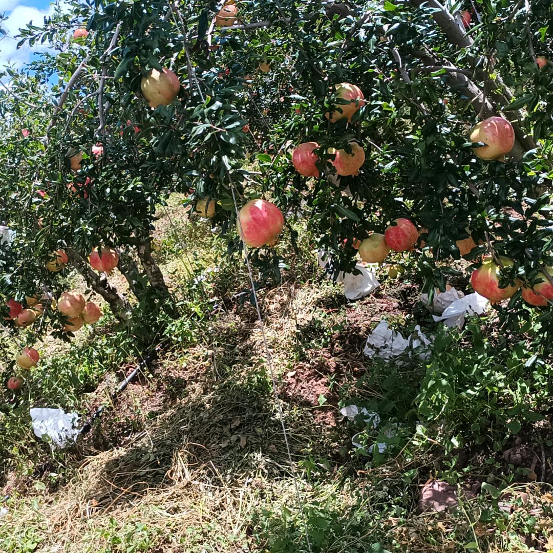 梦醒了，人憔悴了